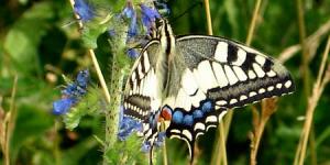 Machaon04