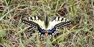 Machaon06
