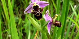 Ophrys Becasse