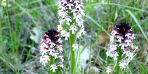 Orchis Brule
